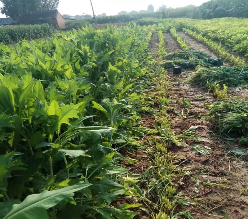 苦荬菜种子 苦麦菜四季草籽养殖专用牧草种子量大优惠